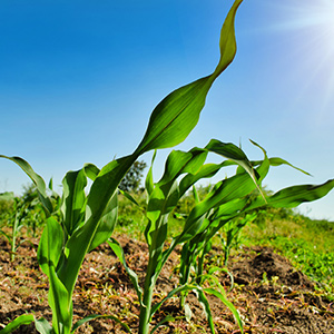 農(nóng)業(yè)大數(shù)據(jù)都分析些什么？